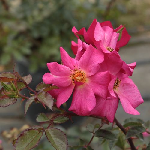 Rosa Barbie™ - roz - Trandafir copac cu trunchi înalt - cu flori mărunți - coroană compactă